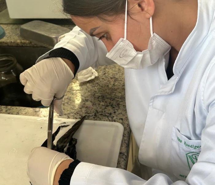 <p>Caracterização anatomopatológica das doenças fúngicas em aves selvagens e ornamentais: um estudo retrospectivo e prospectivo</p>
