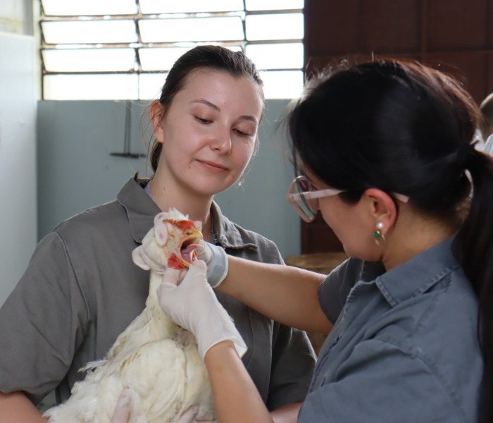 <p>Laringotraqueíte infecciosa em poedeiras comerciais no estado de Santa Catarina: caracterização anatomopatológica, molecular e soroepidemiológica</p>
