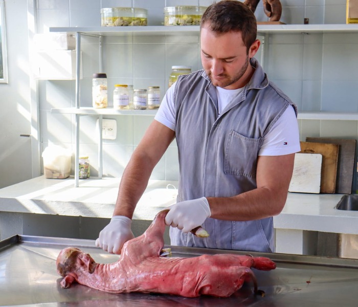 <p>Vírus da diarreia viral bovina (BVDV) em bovinos no estado de Santa Catarina: caracterização anatomopatológica, molecular e filogenética </p>
