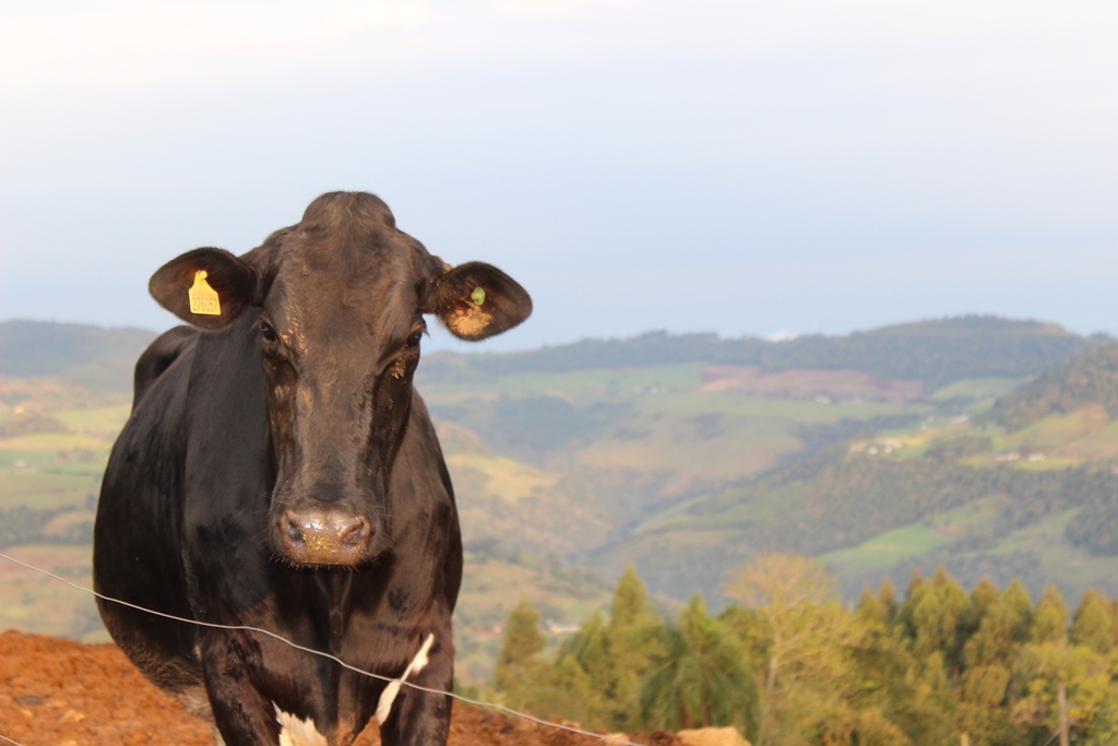 Propriedade Família Lucimar Bizollo – Arvoredo-SC