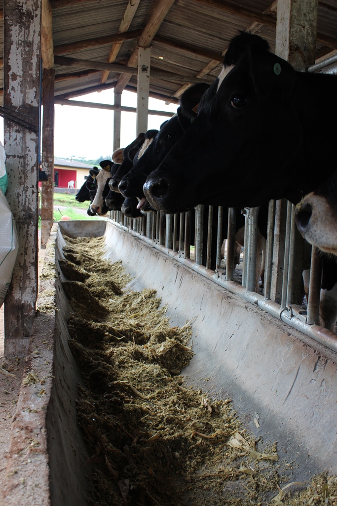 Propriedade Família Mattiello – Xaxim-SC