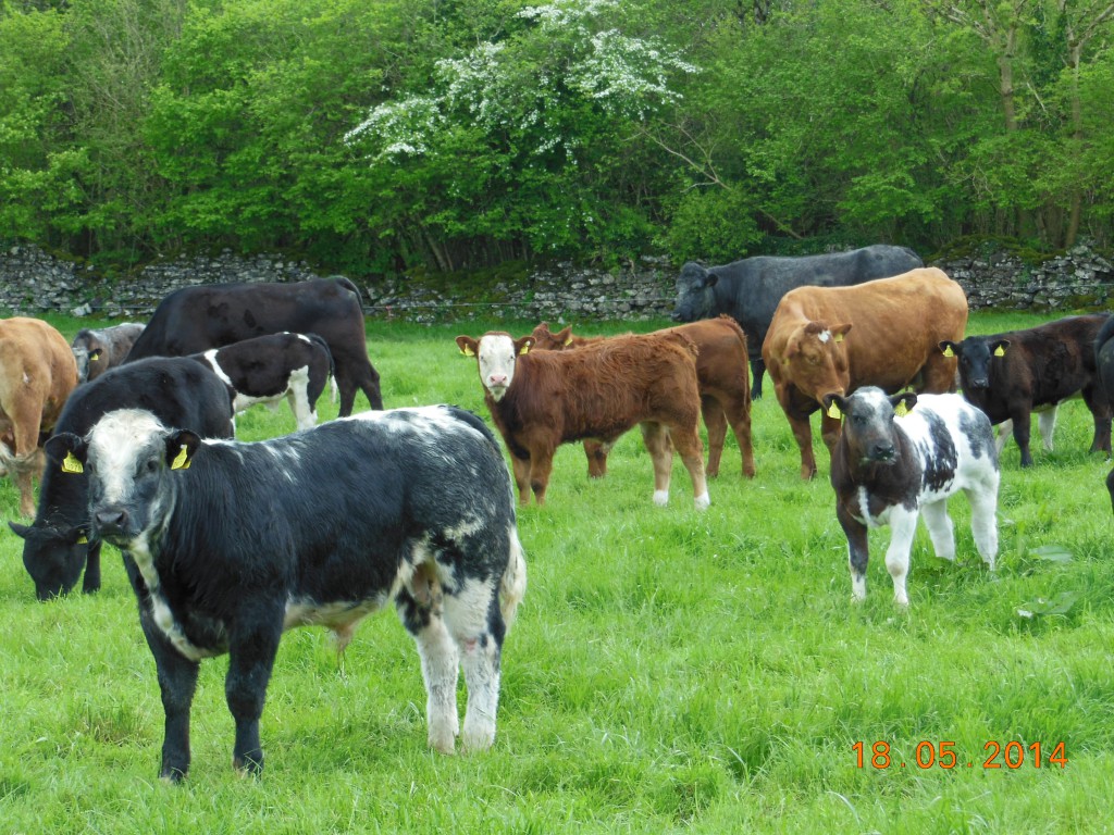 Cruzamento Belgian Blue