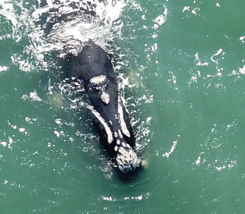 <p>Dronemonitoramento</p>
