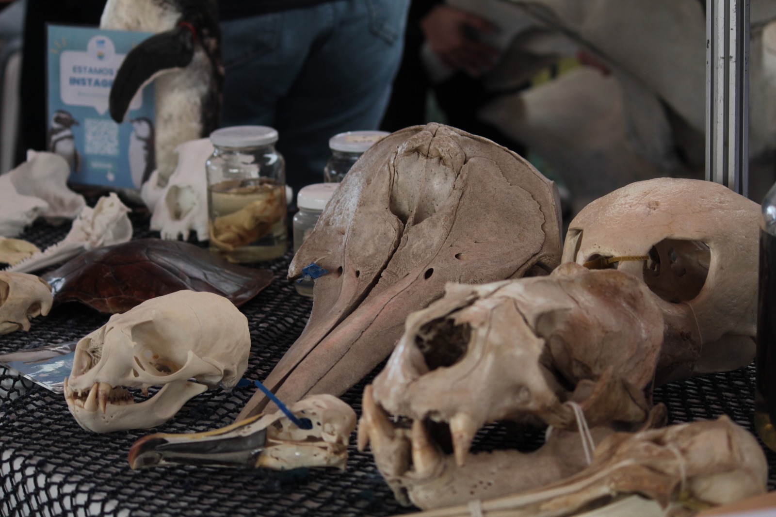 <p>Diversidade Marinha</p>
