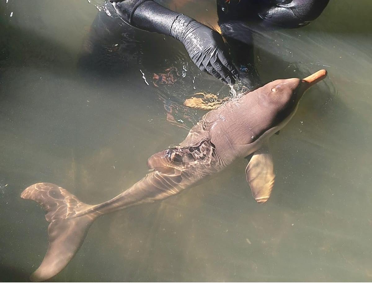 <p>Resgate de Fauna</p>
