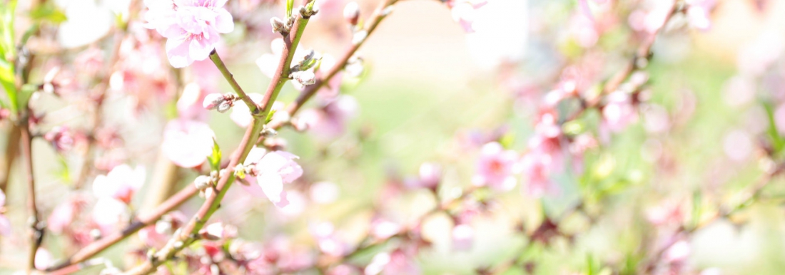 <p>Planta com flores rosas</p>
